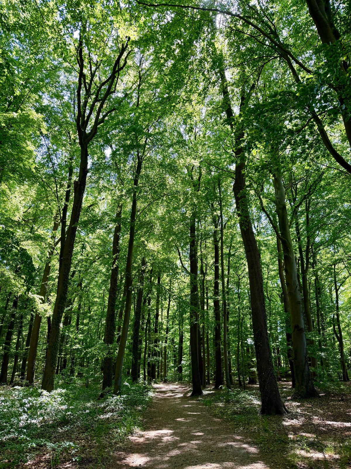 Waldweg für Naturbestattung